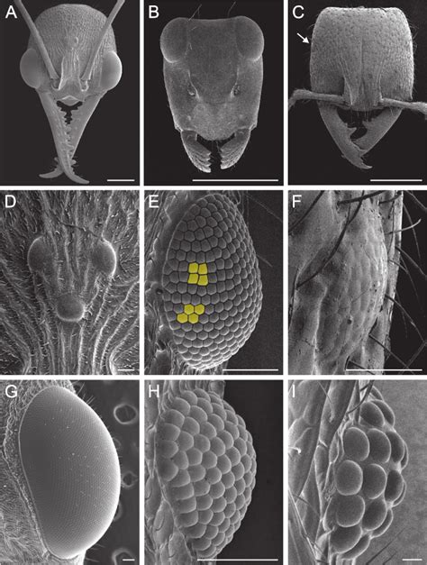 ant electron microscope|Techniques for Investigating the Anatomy of the Ant Visual System.